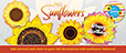 Fall Sunflowers